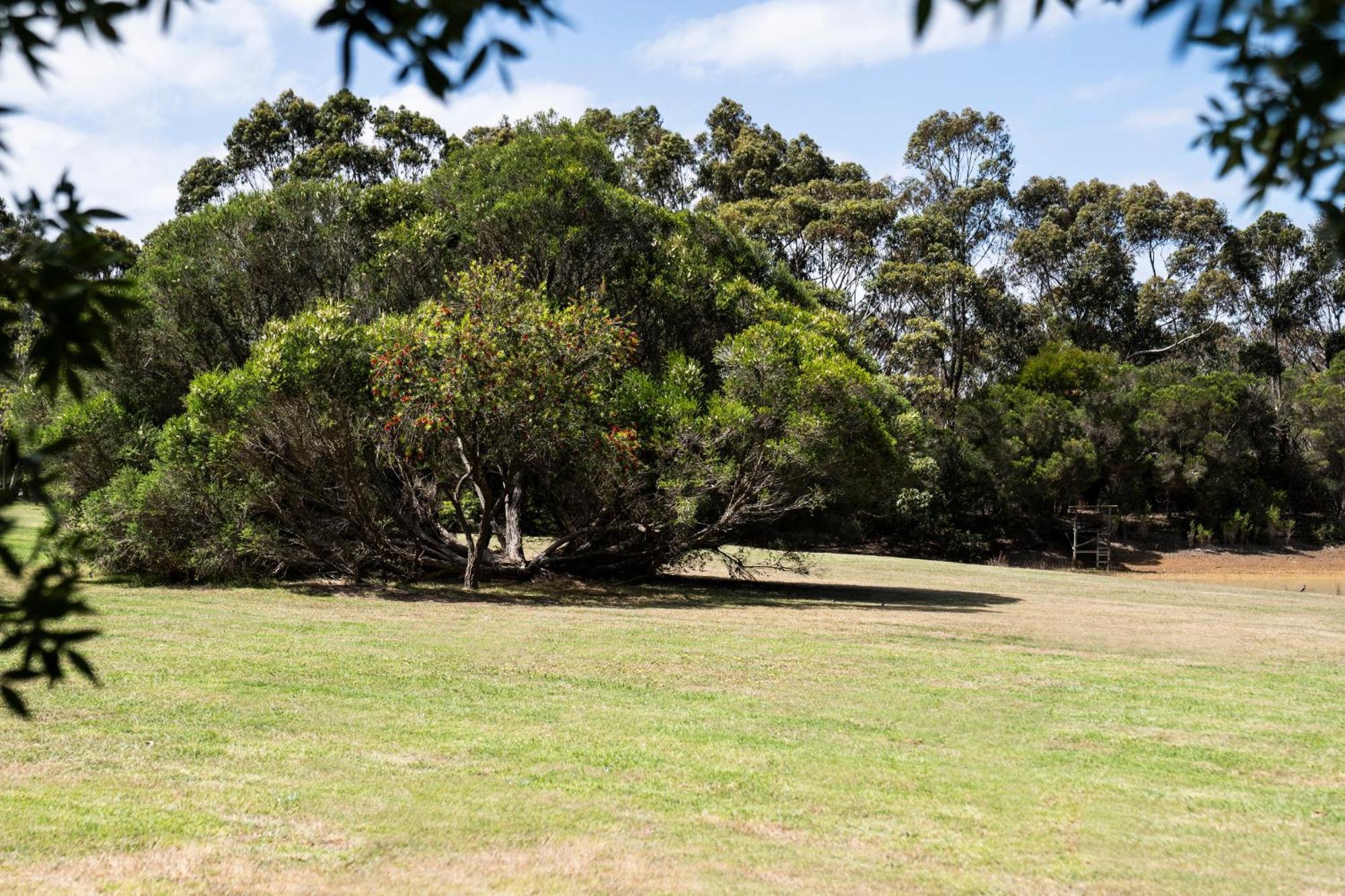 Bells Beach Cottages Bellbrae Extérieur photo